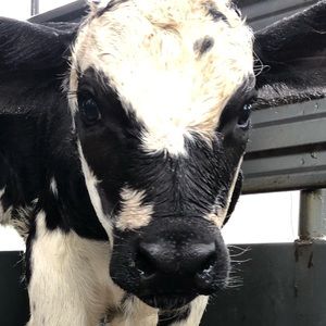 Meet your Posher, Wendy